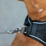 Curli Ultra Strong Pocket Leash