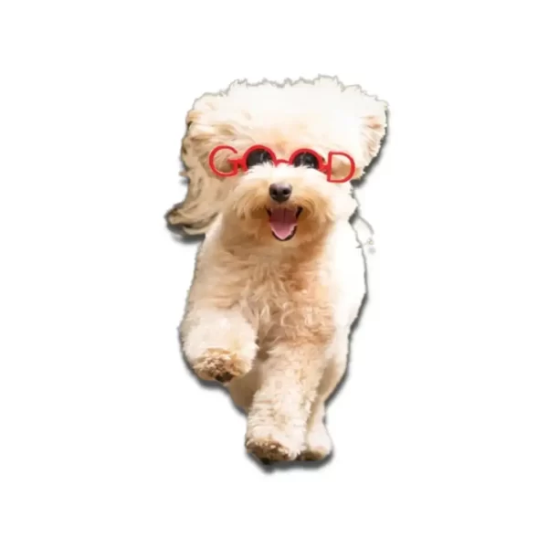 Crvene sunčane naočale za pse s riječju 'Good'