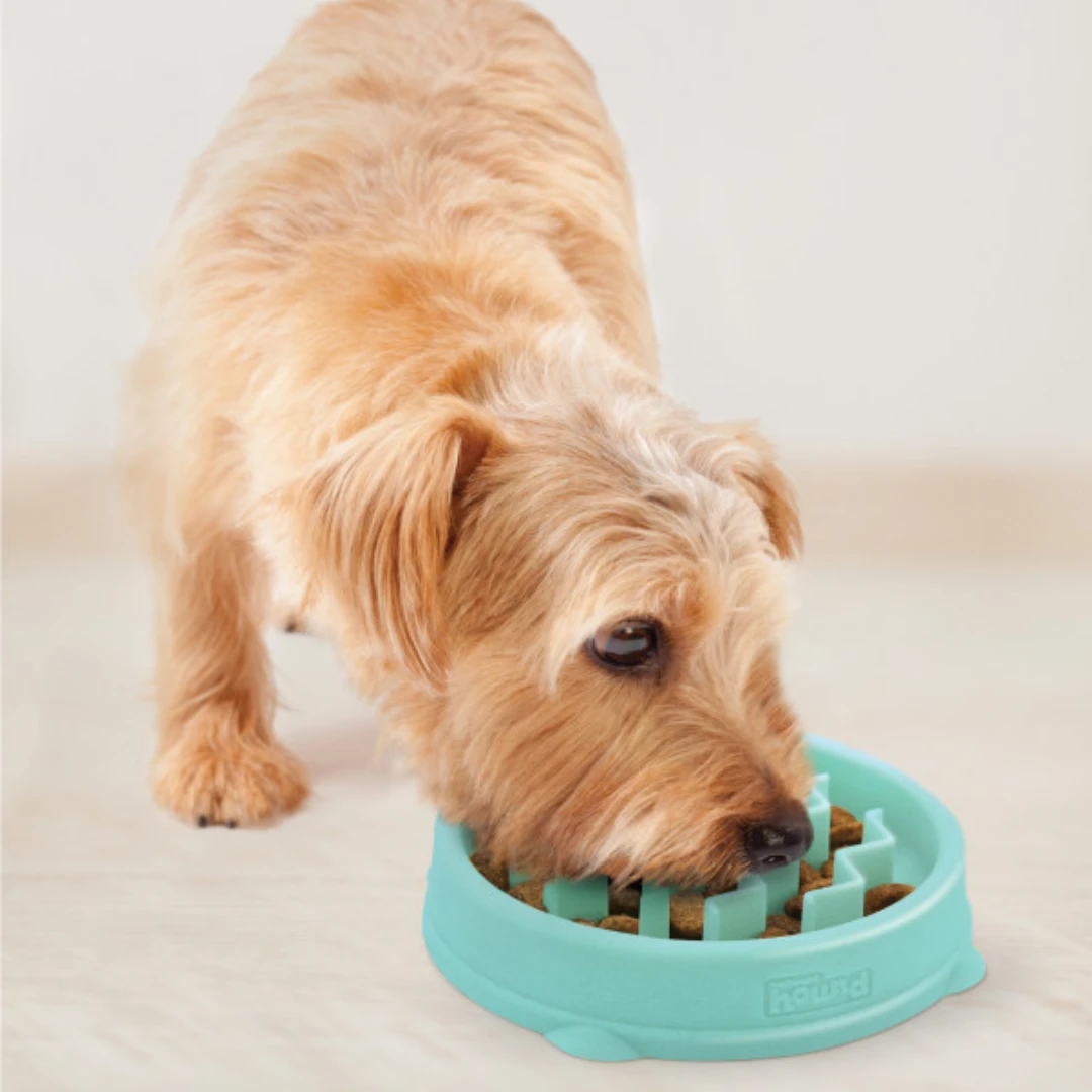 Pas uživa u obroku iz zdjelice za sporo hranjenje