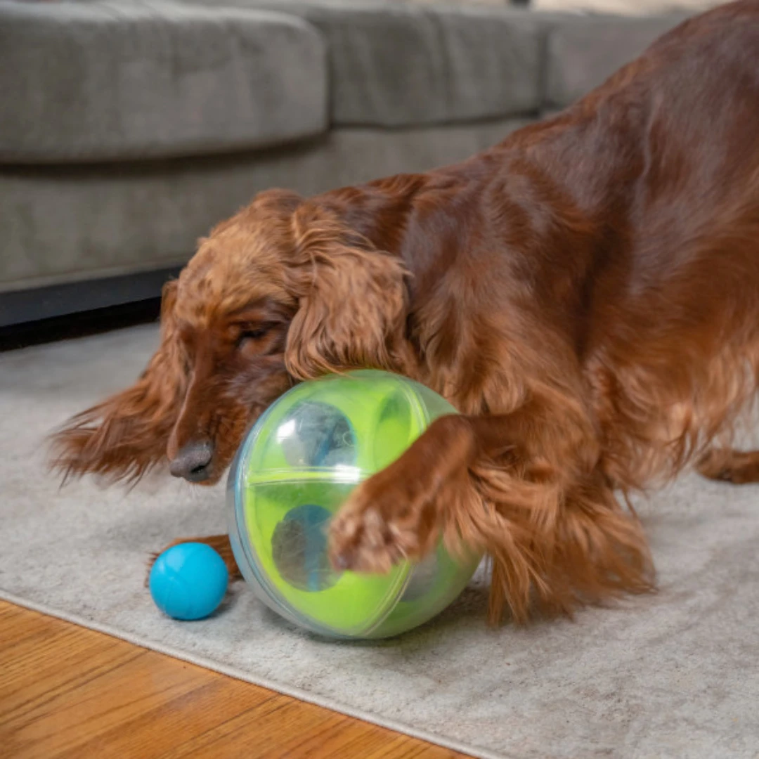Prikaz psa sa A-Maze Ball igračkom
