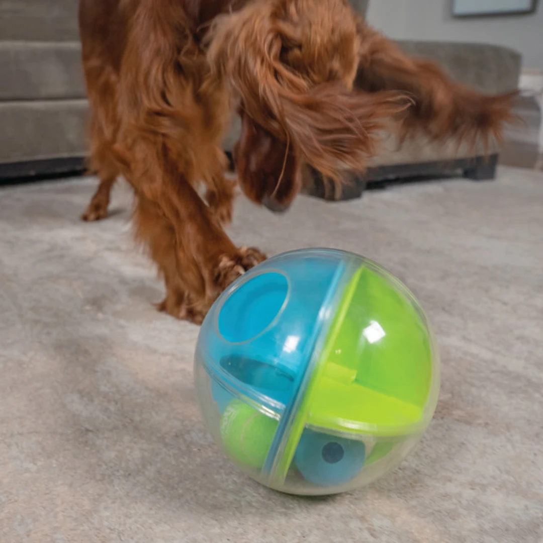 Igra psa sa A-Maze Ball interaktivnom igračkom za pse
