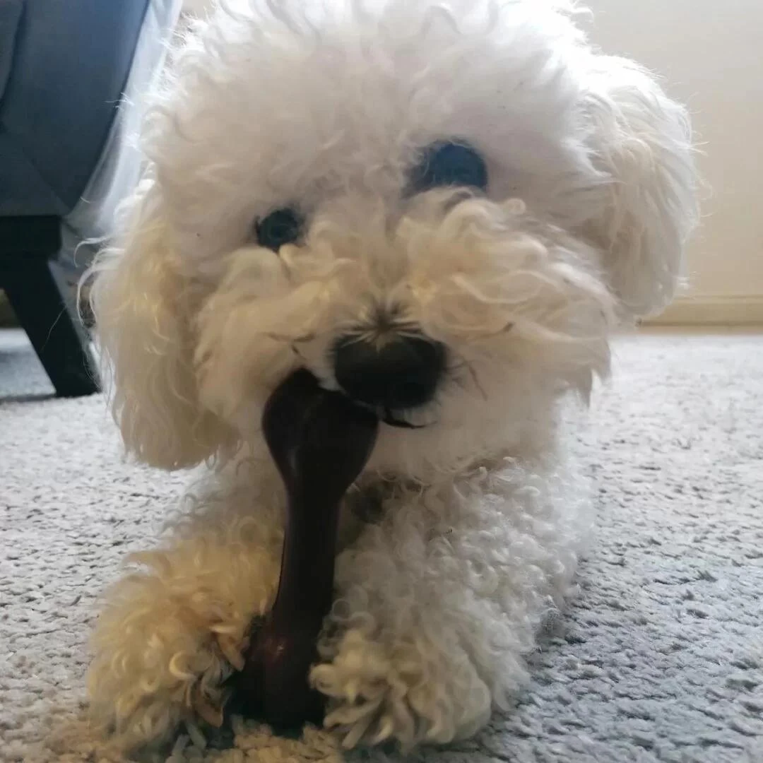 Pas se igra s gumenim kosti Rubber Bone S od PlayDog-a
