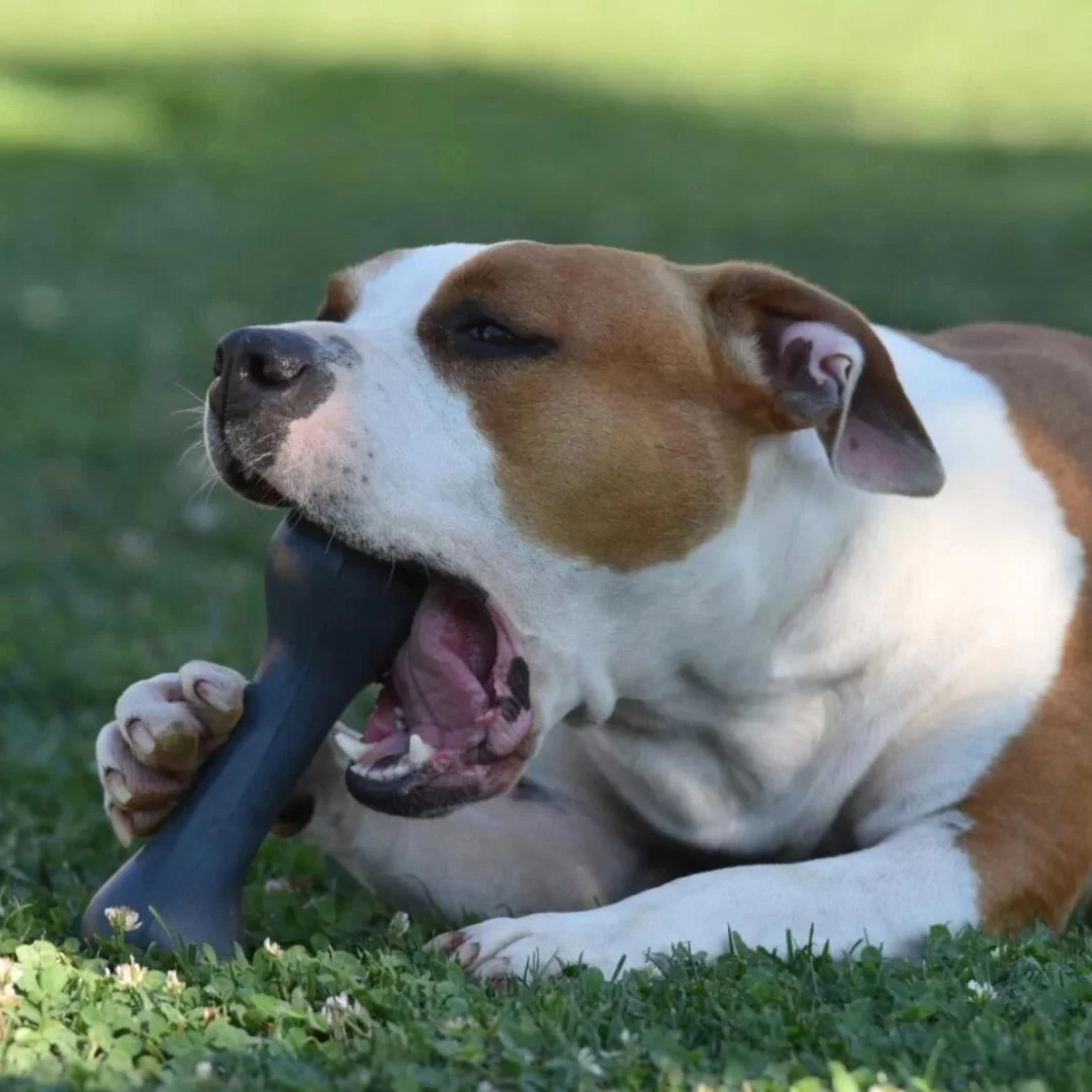Sretan pas igra se s Playdog Rubber Bone XL igračkom.