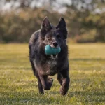Pas trči sa gumenom igračkom Chew Junior XL od PlayDog-a u ustima