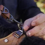 Pas u šetnji sa smeđim Apple Leather povodcem