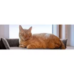 Petlando Windowchiller s Air Stopom u sivoj boji, udoban jastuk za prozorske daske s podignutim rubovima i protukliznom podlogom.